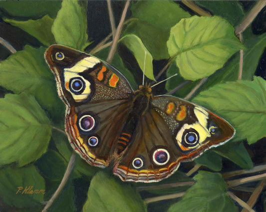 Buckeye Butterfly, Original Small Oil Painting 8 x 10