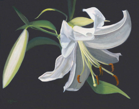 Casablanca Lily, Fine Art Giclee Print