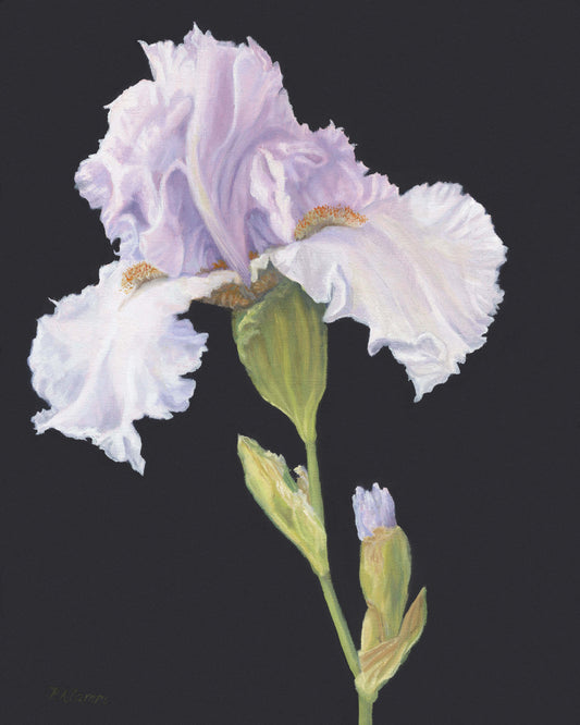 December Iris, Fine Art Giclee Print