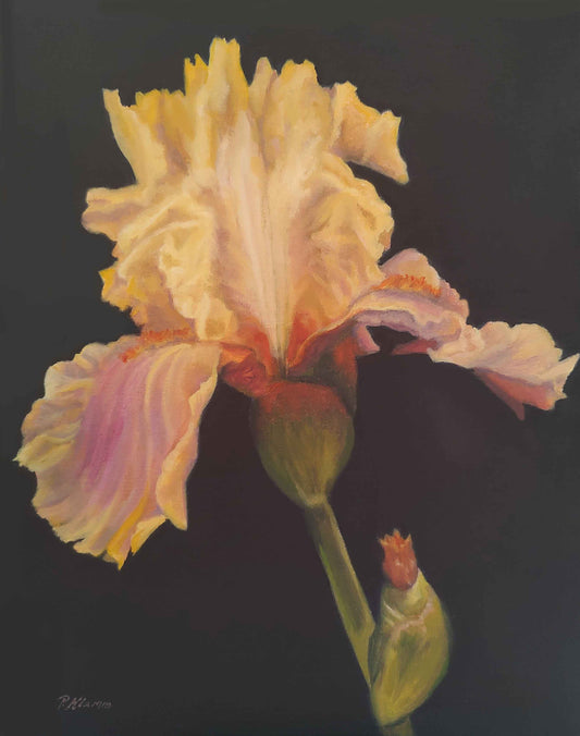 Yellow Purple Iris, Fine Art Giclee Print