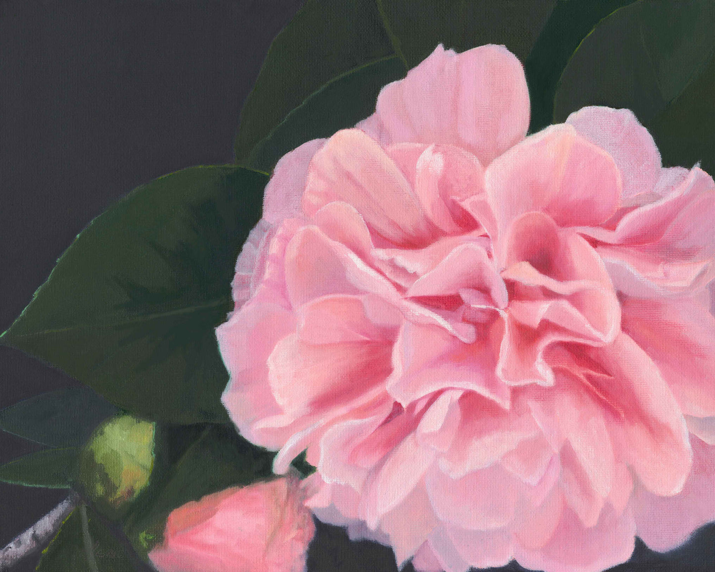 Camellia Original Floral Oil Painting 11 x 14